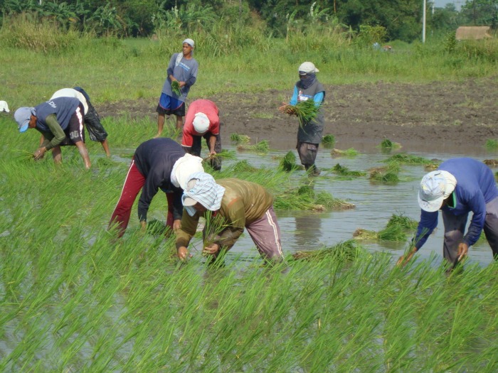 Rice Tariffication Law, to Impoverish More Farmers and Increase Migration and Exploitation﻿